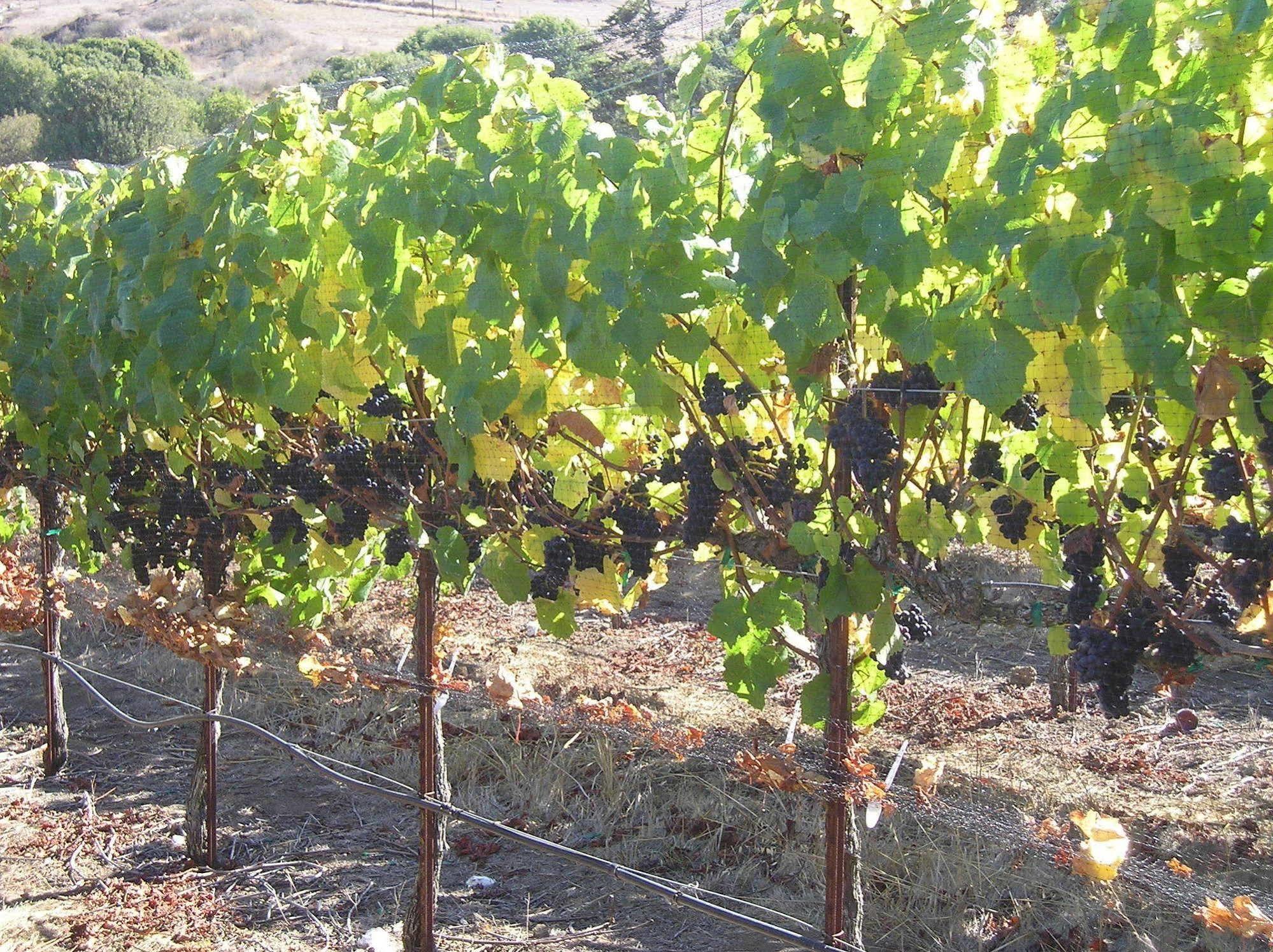 Point Reyes Vineyard Inn California City Exterior foto